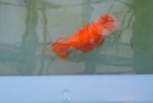 Dsc_3515 Dsc_3515